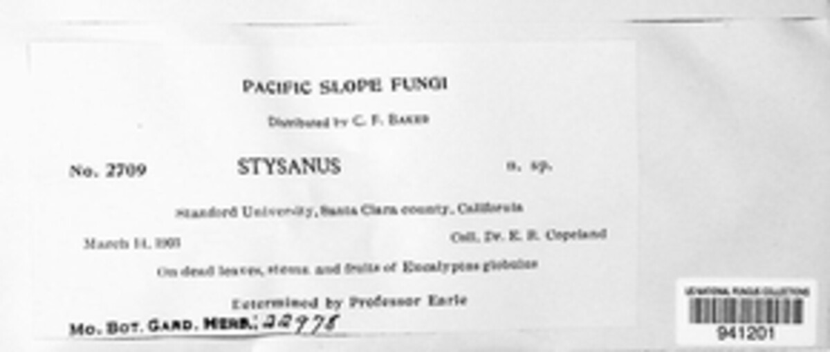 Stysanus image